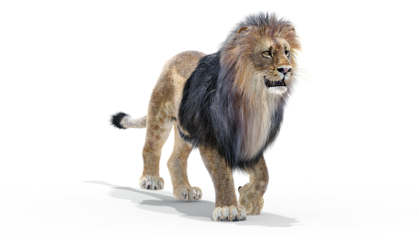 Animated Lion 3D Model with Fur 360° view 2 frame 36