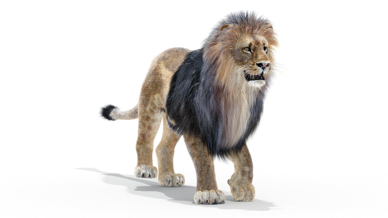 Animated Lion 3D Model with Fur 360° view 2 frame 38