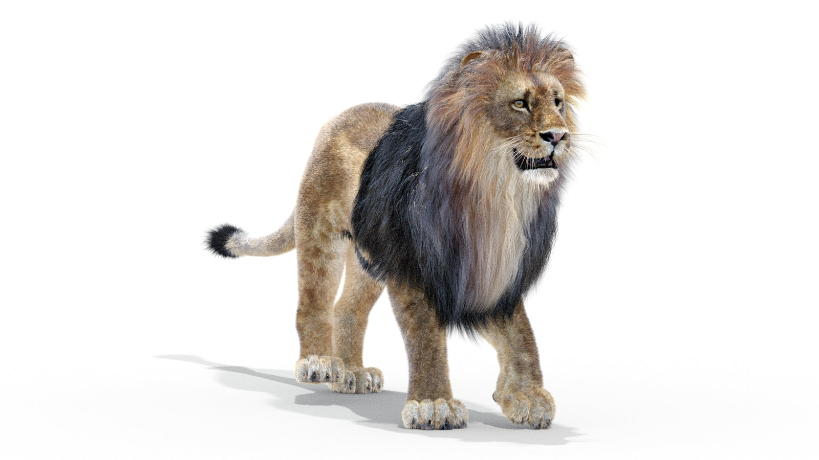 Animated Lion 3D Model with Fur 360° view 2 frame 40