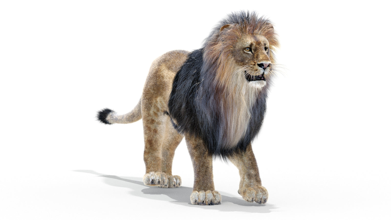 Animated Lion 3D Model with Fur 360° view 2 frame 41