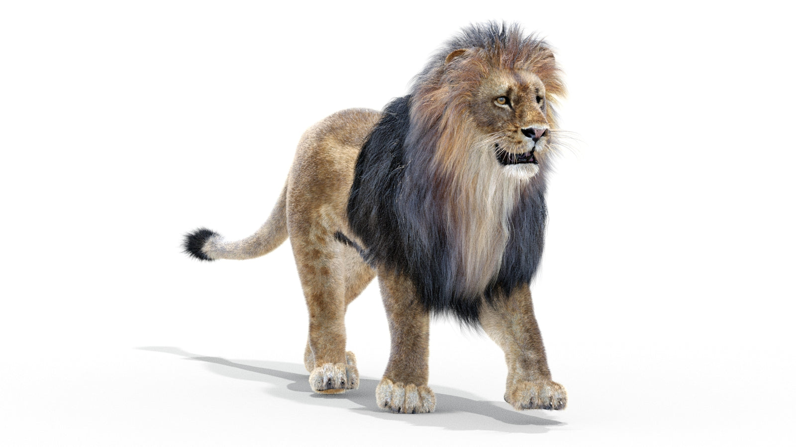 Animated Lion 3D Model with Fur 360° view 2 frame 45