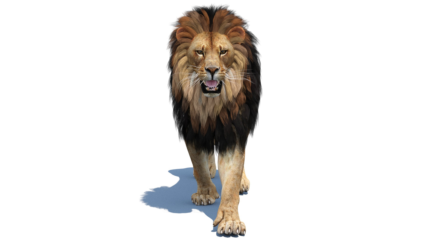 Lion 3D Model Animated with alpha hairs