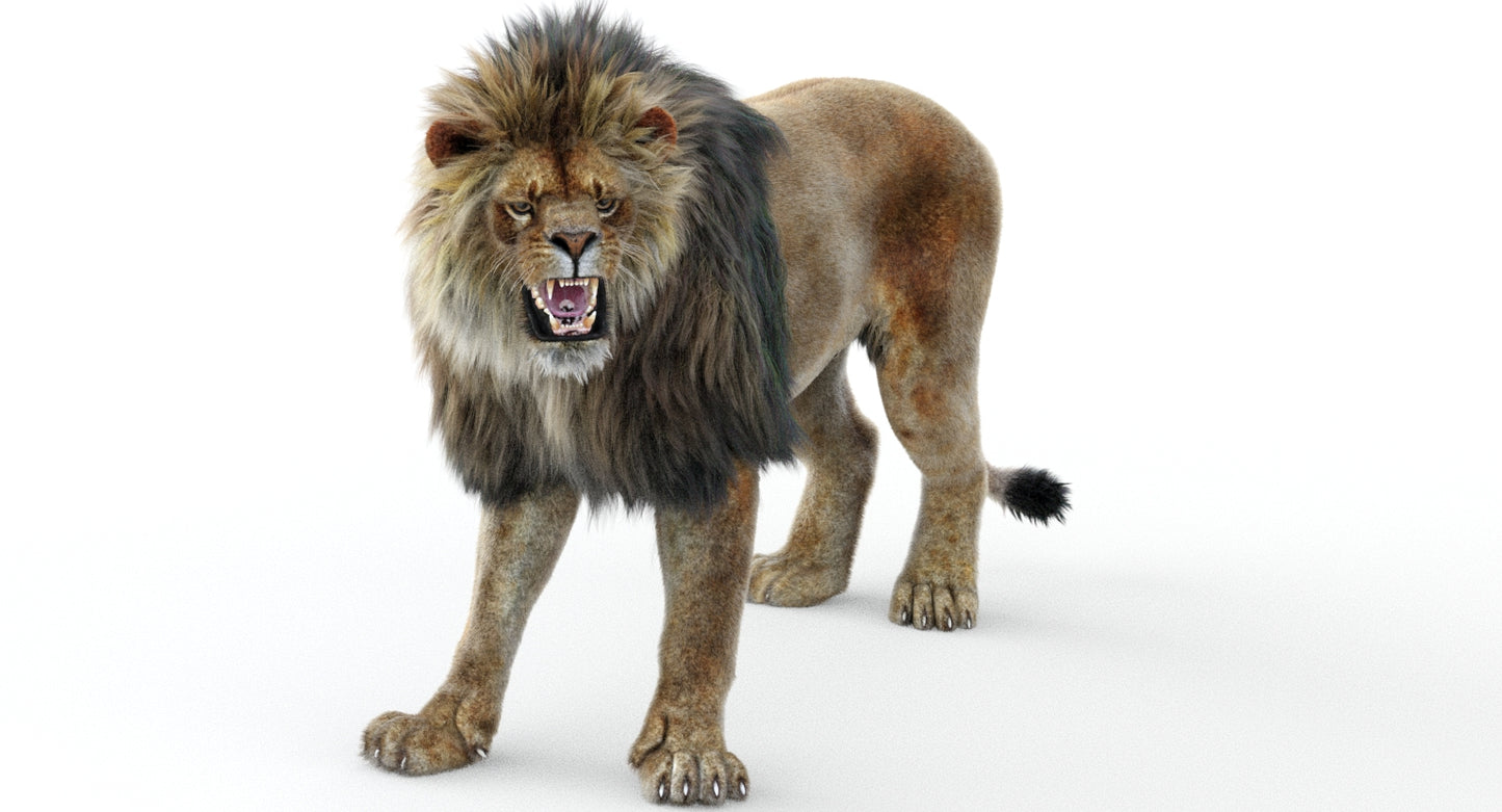 Lion Animated 3D Model Fur Two colors