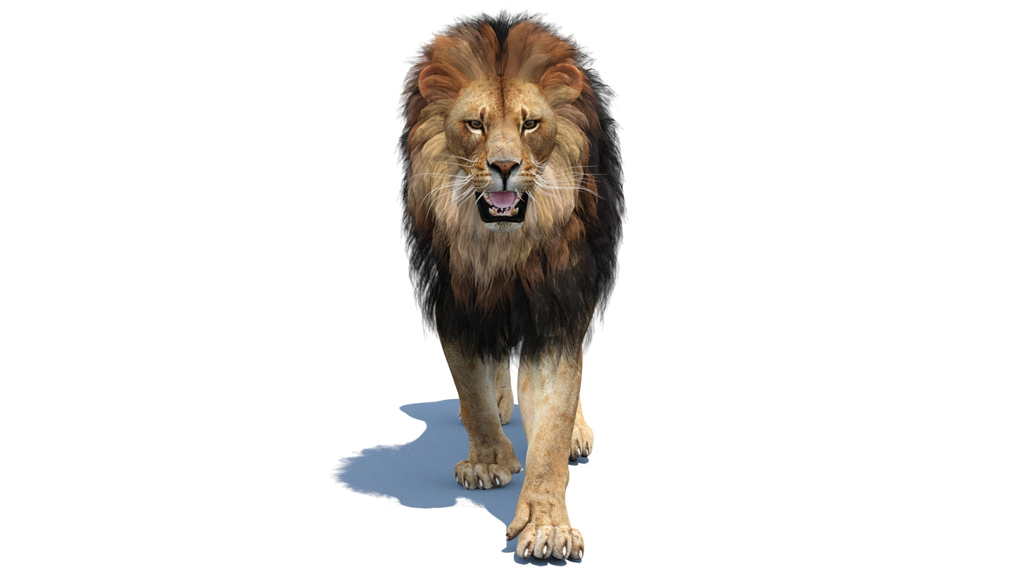 Lion 3D Model Animated with hair cards