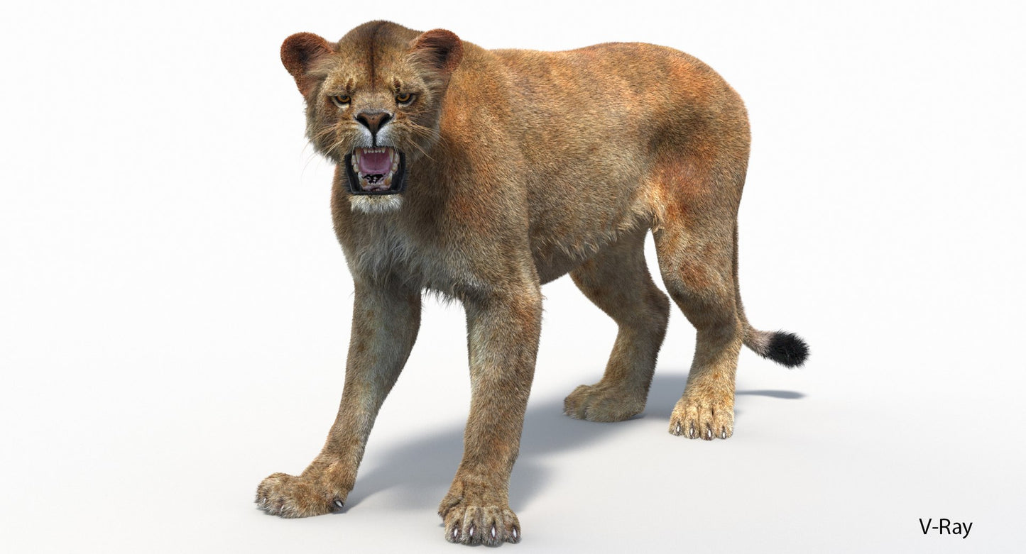 Rigged Lioness 3D Model with Lifelike Fur