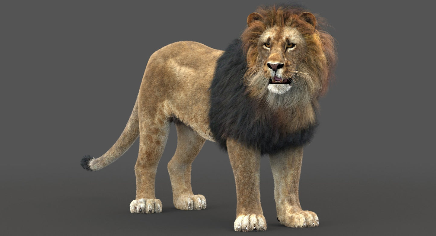 Lion 3D Model Rigged Fur