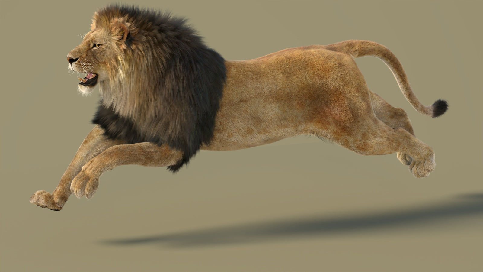 Animated Lion 3D Model with Fur 360° view 3 frame 1