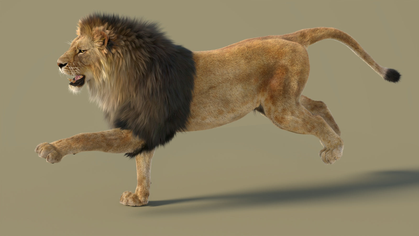 Animated Lion 3D Model with Fur 360° view 3 frame 3