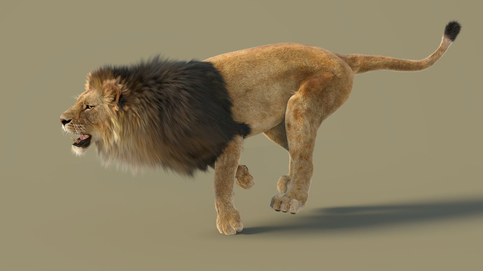 Animated Lion 3D Model with Fur 360° view 3 frame 7