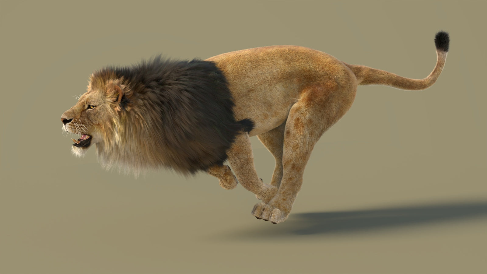 Animated Lion 3D Model with Fur 360° view 3 frame 8