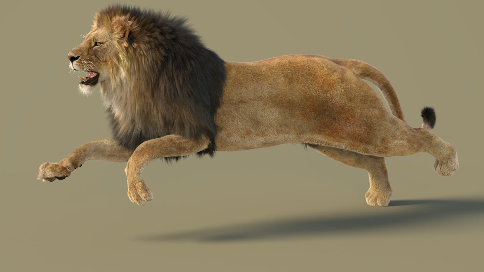 Animated Lion 3D Model with Fur 360° view 3 frame 15