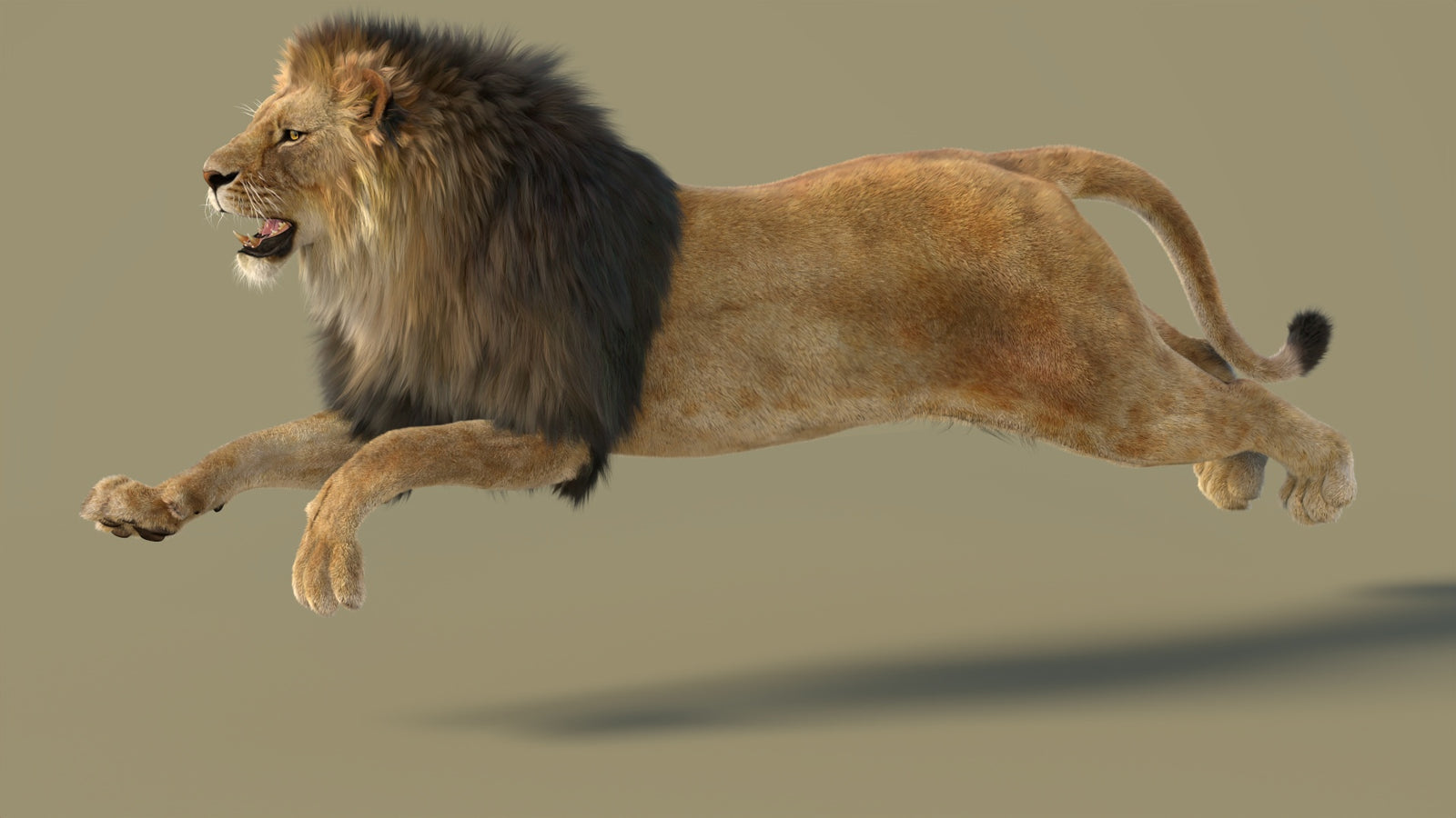 Animated Lion 3D Model with Fur 360° view 3 frame 16