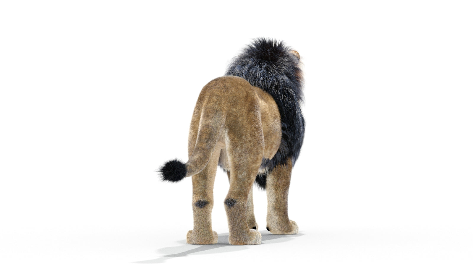 Animated Lion 3D Model with Fur 360° view 1 frame 8