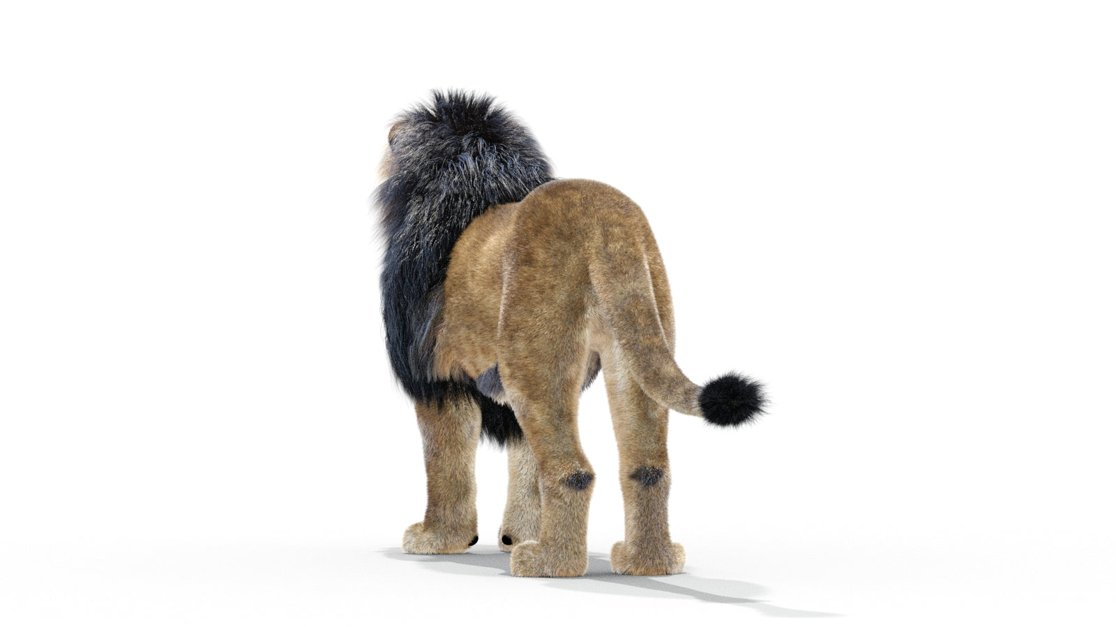 Animated Lion 3D Model with Fur 360° view 1 frame 11