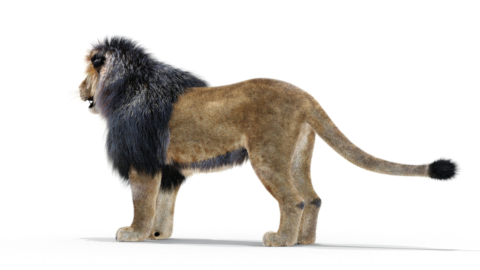 Animated Lion 3D Model with Fur 360° view 1 frame 15
