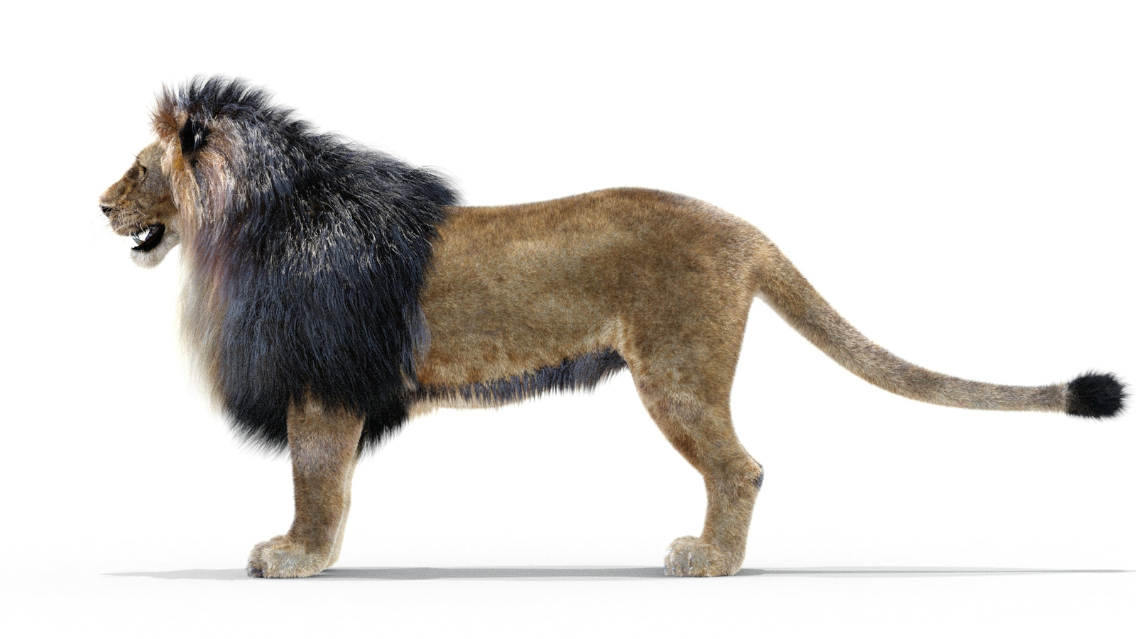 Animated Lion 3D Model with Fur 360° view 1 frame 18