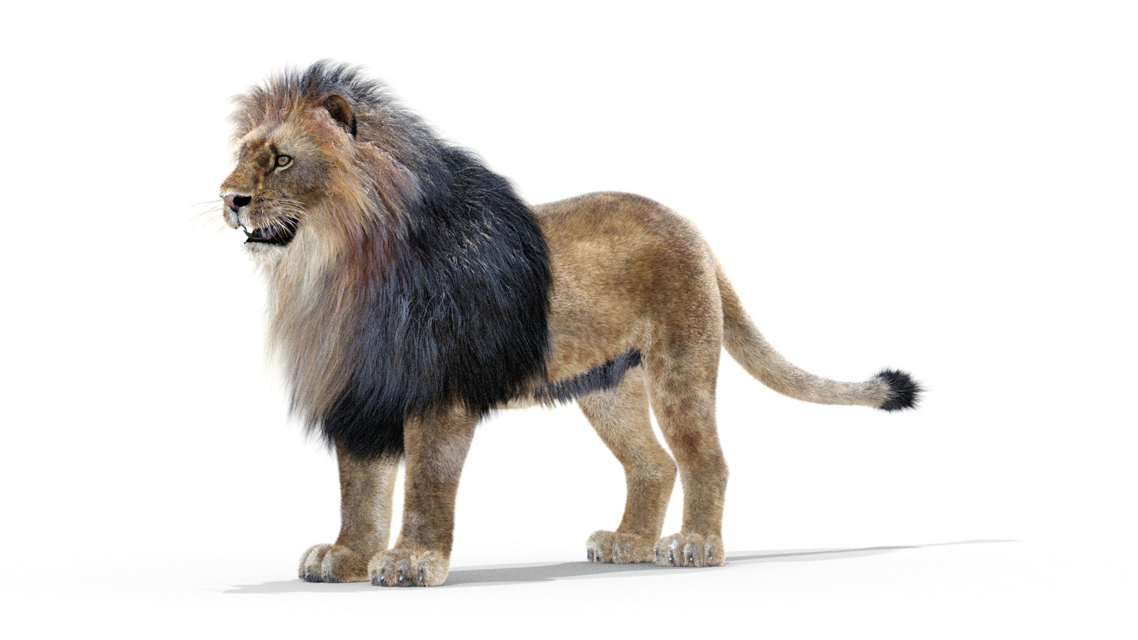 Animated Lion 3D Model with Fur 360° view 1 frame 23