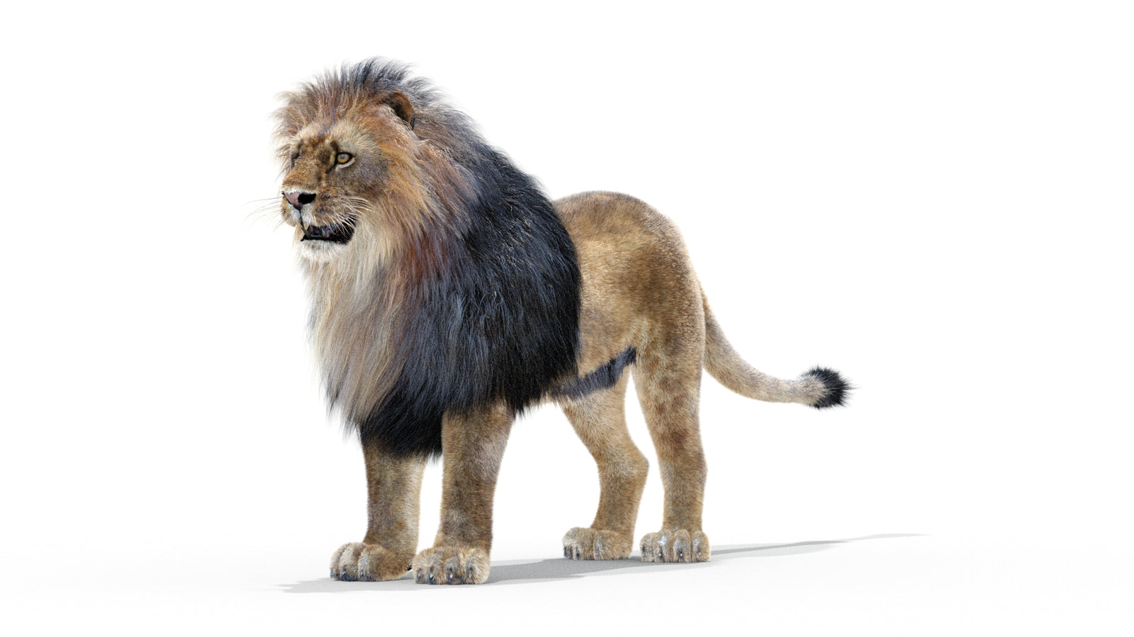 Animated Lion 3D Model with Fur 360° view 1 frame 24