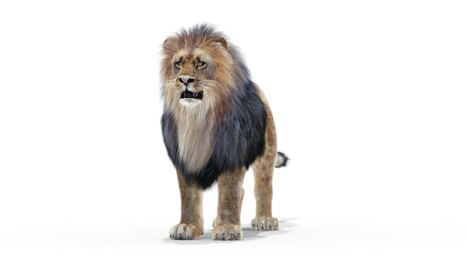 Animated Lion 3D Model with Fur 360° view 1 frame 26