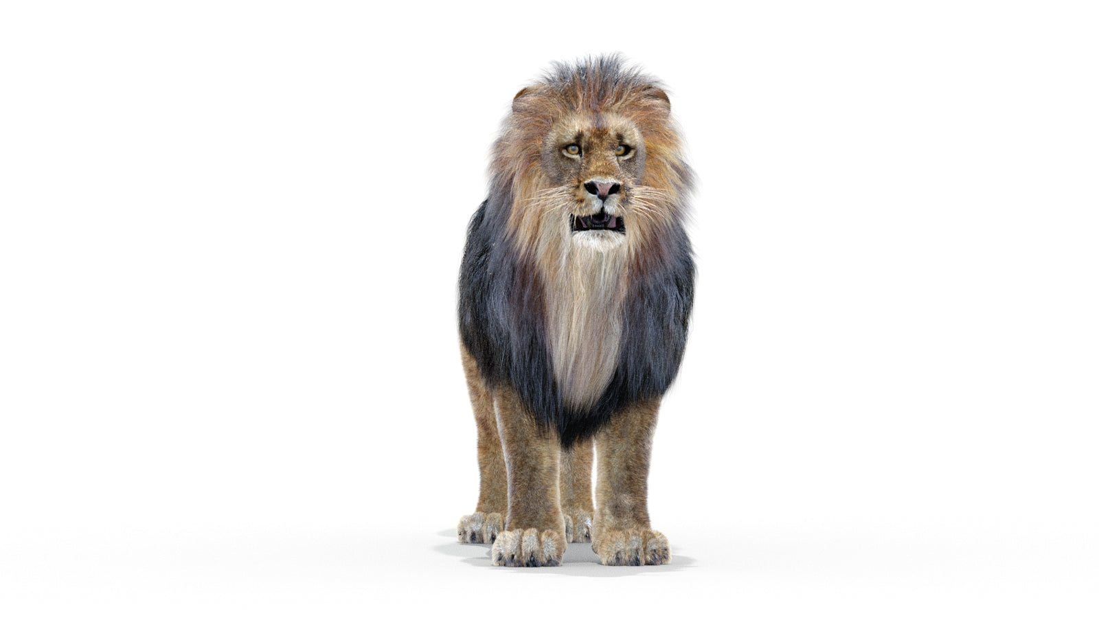 Animated Lion 3D Model with Fur 360° view 1 frame 28