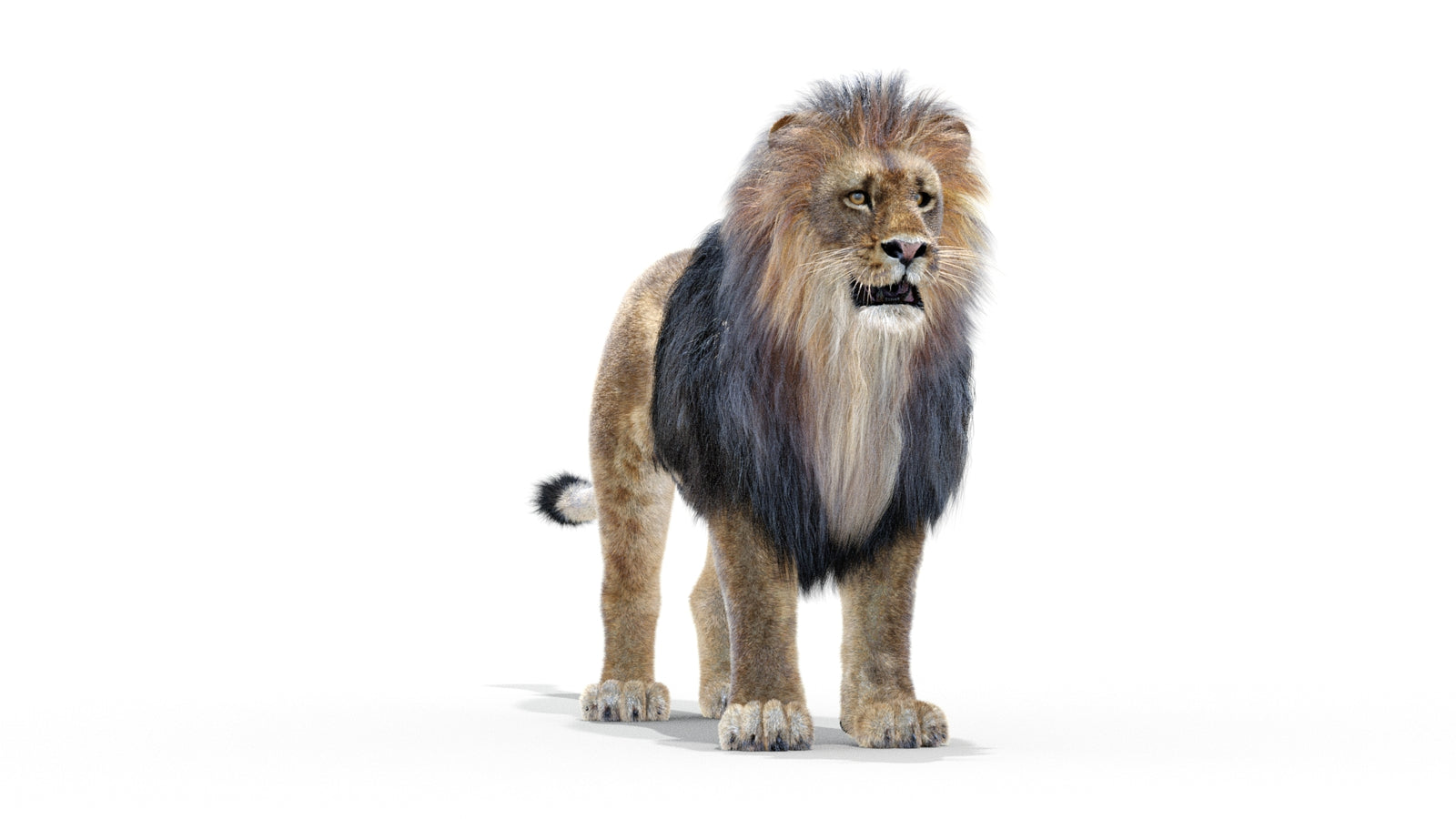 Animated Lion 3D Model with Fur 360° view 1 frame 29