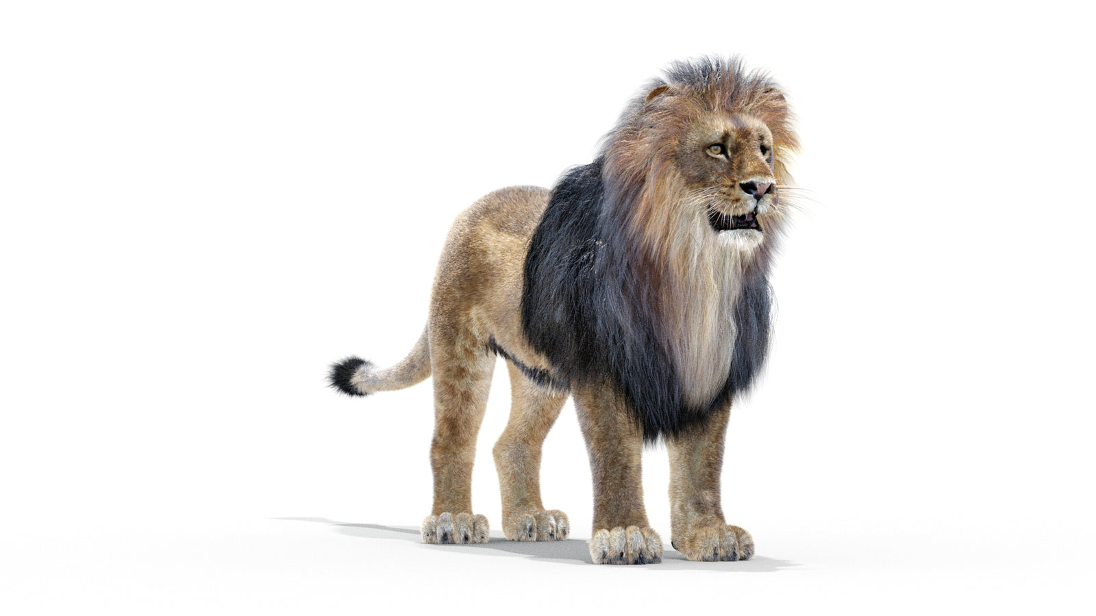 Animated Lion 3D Model with Fur 360° view 1 frame 30
