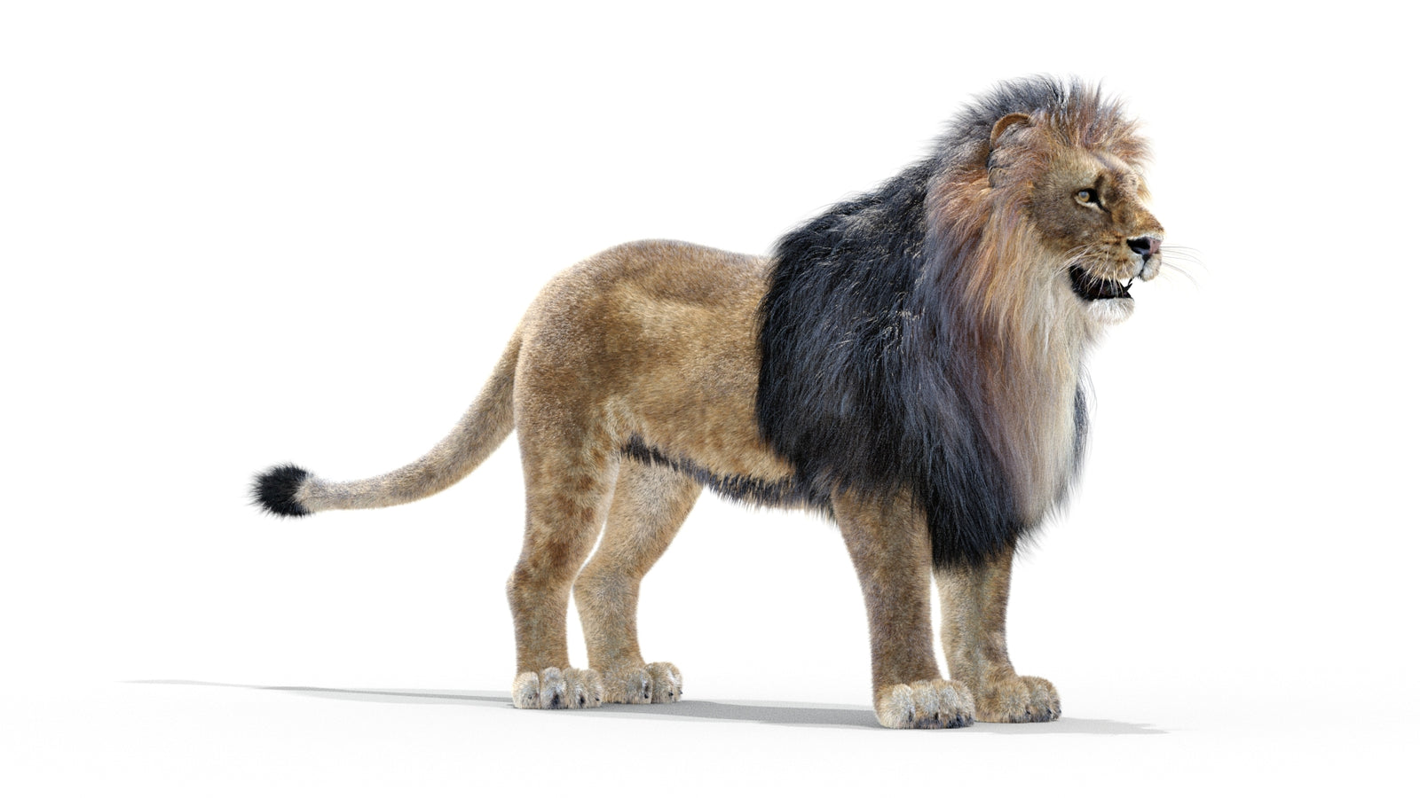 Animated Lion 3D Model with Fur 360° view 1 frame 32