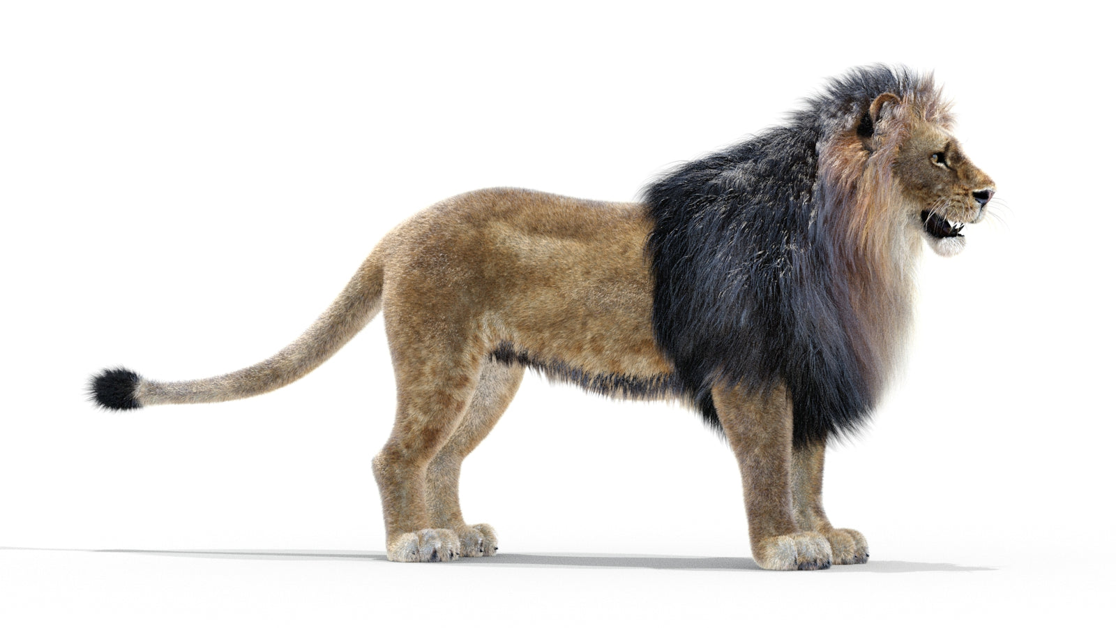 Animated Lion 3D Model with Fur 360° view 1 frame 34