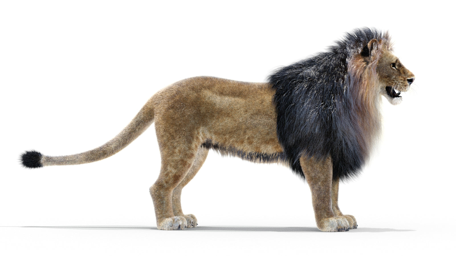 Animated Lion 3D Model with Fur 360° view 1 frame 35