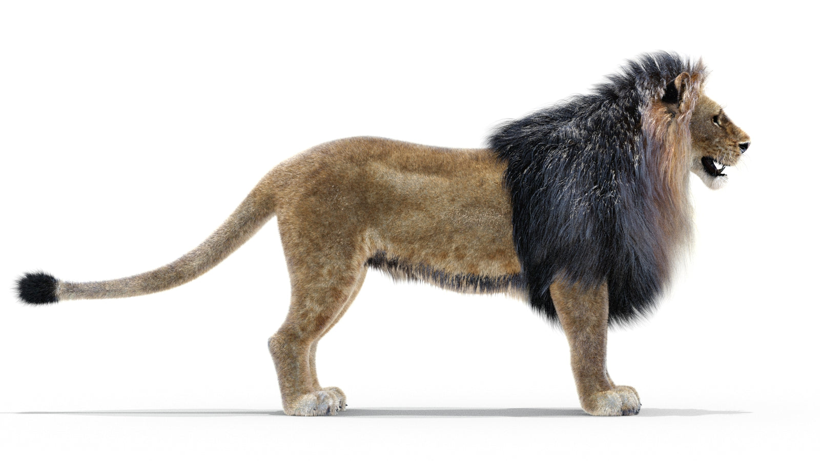 Animated Lion 3D Model with Fur 360° view 1 frame 36