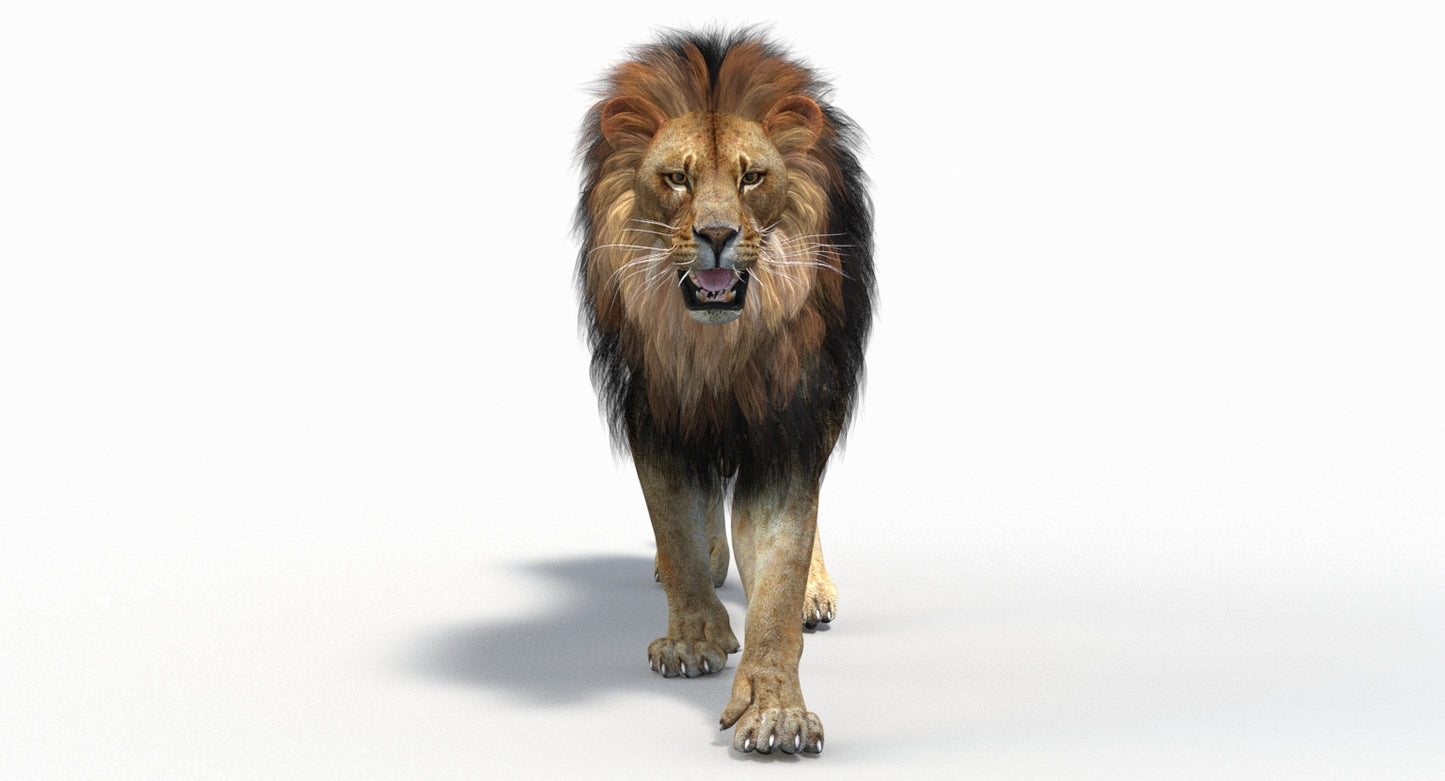 Lion 3D Model with animations