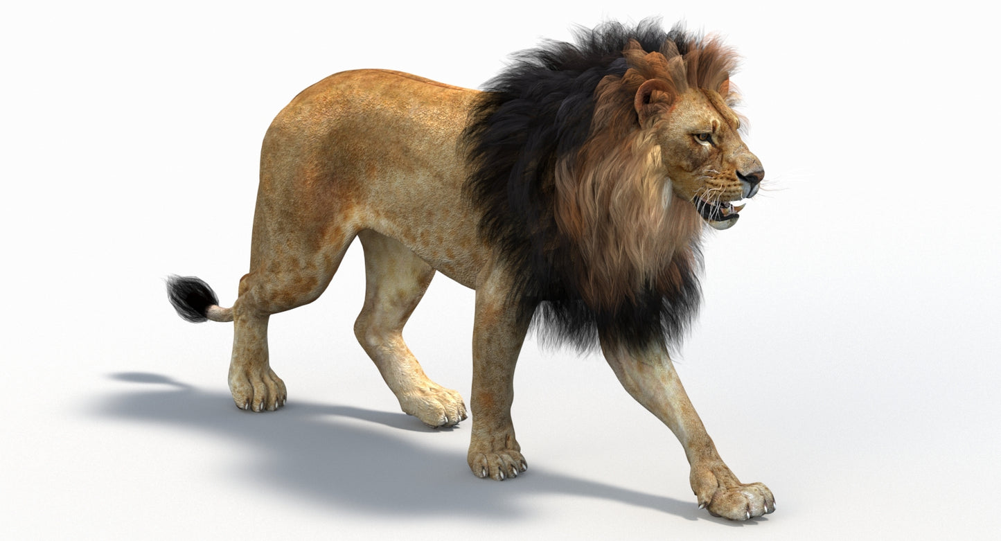 Lion 3d model with fur V-ray renderer