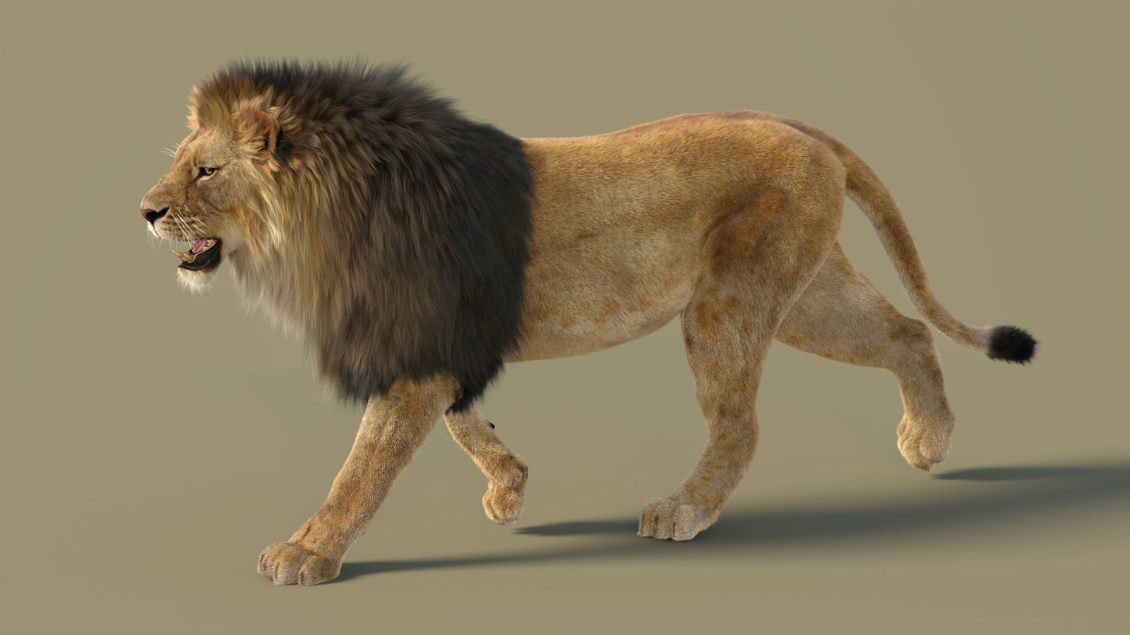 Animated Lion 3D Model with Fur 360° view 2 frame 5
