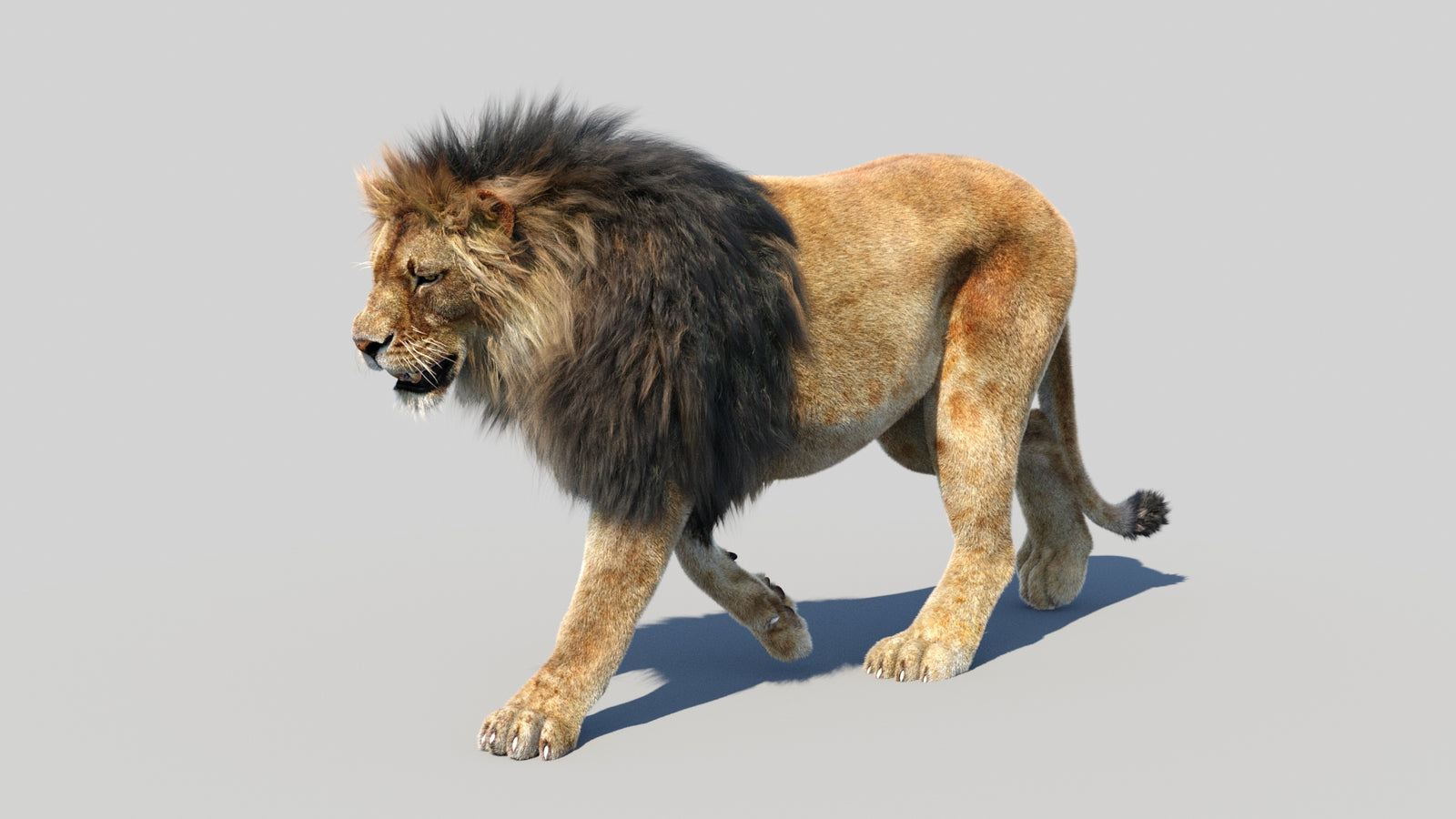 Animated Lion 3D Model Fur 360° view 2 frame 6