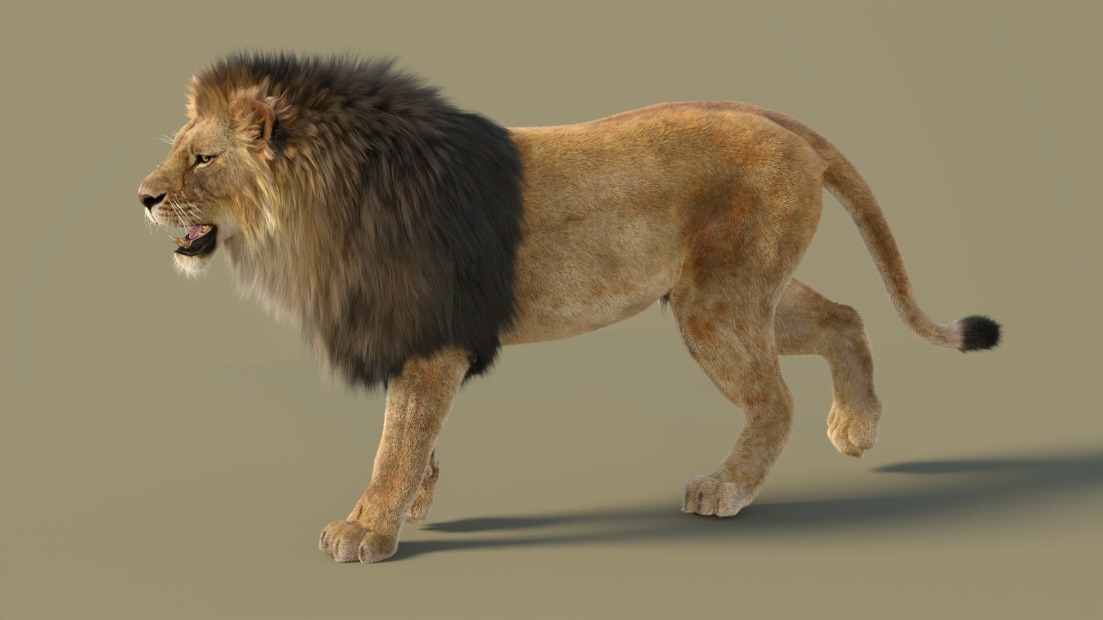 Animated Lion 3D Model with Fur 360° view 2 frame 8