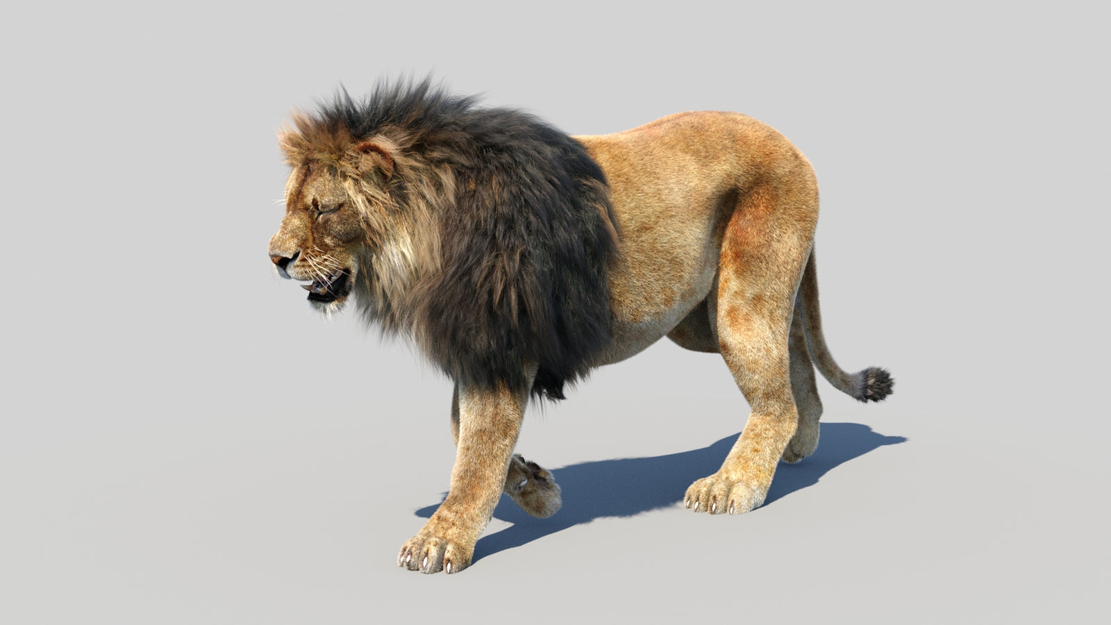 Animated Lion 3D Model Fur 360° view 2 frame 9