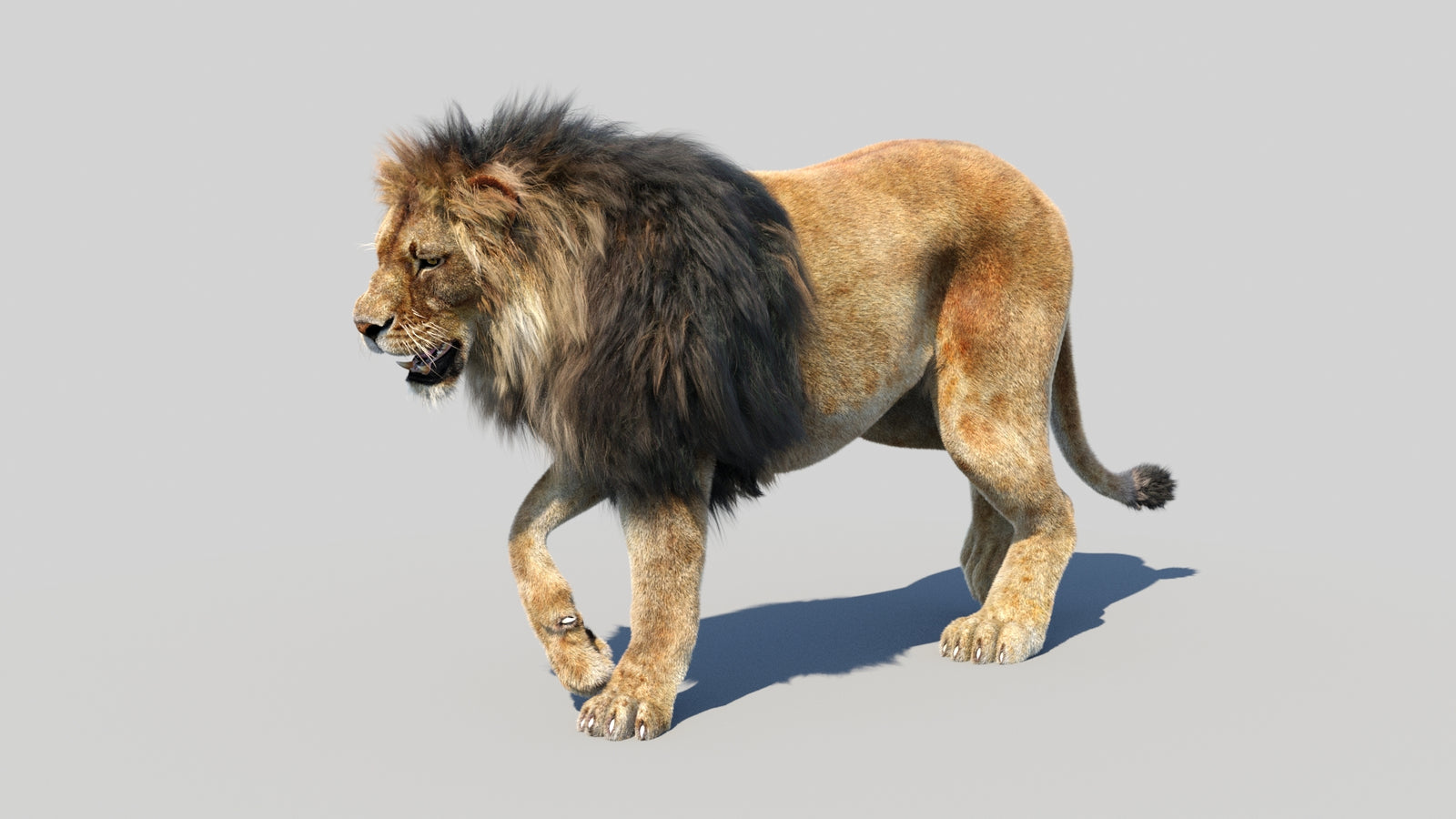 Animated Lion 3D Model Fur 360° view 2 frame 13