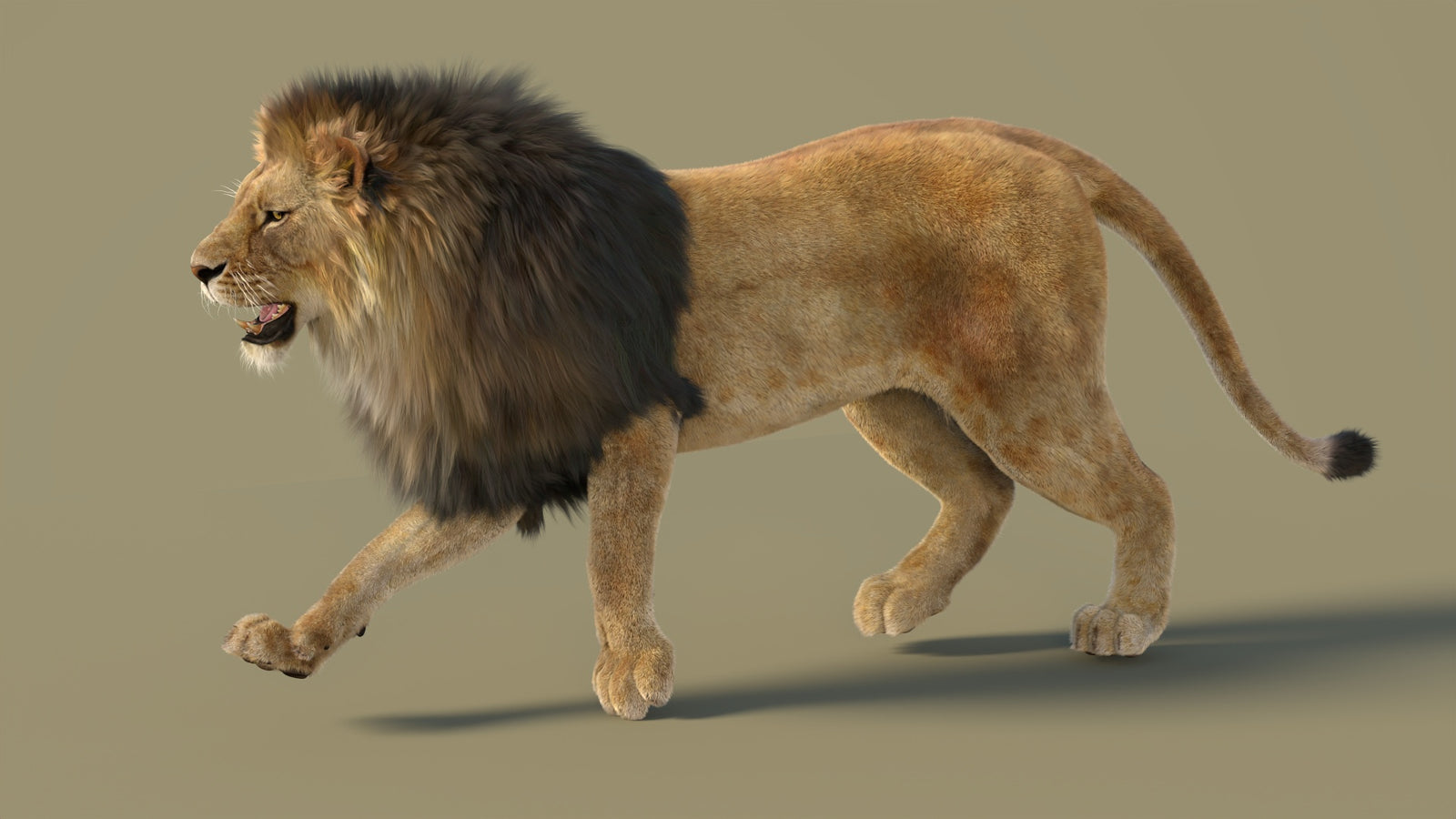 Animated Lion 3D Model with Fur 360° view 2 frame 15