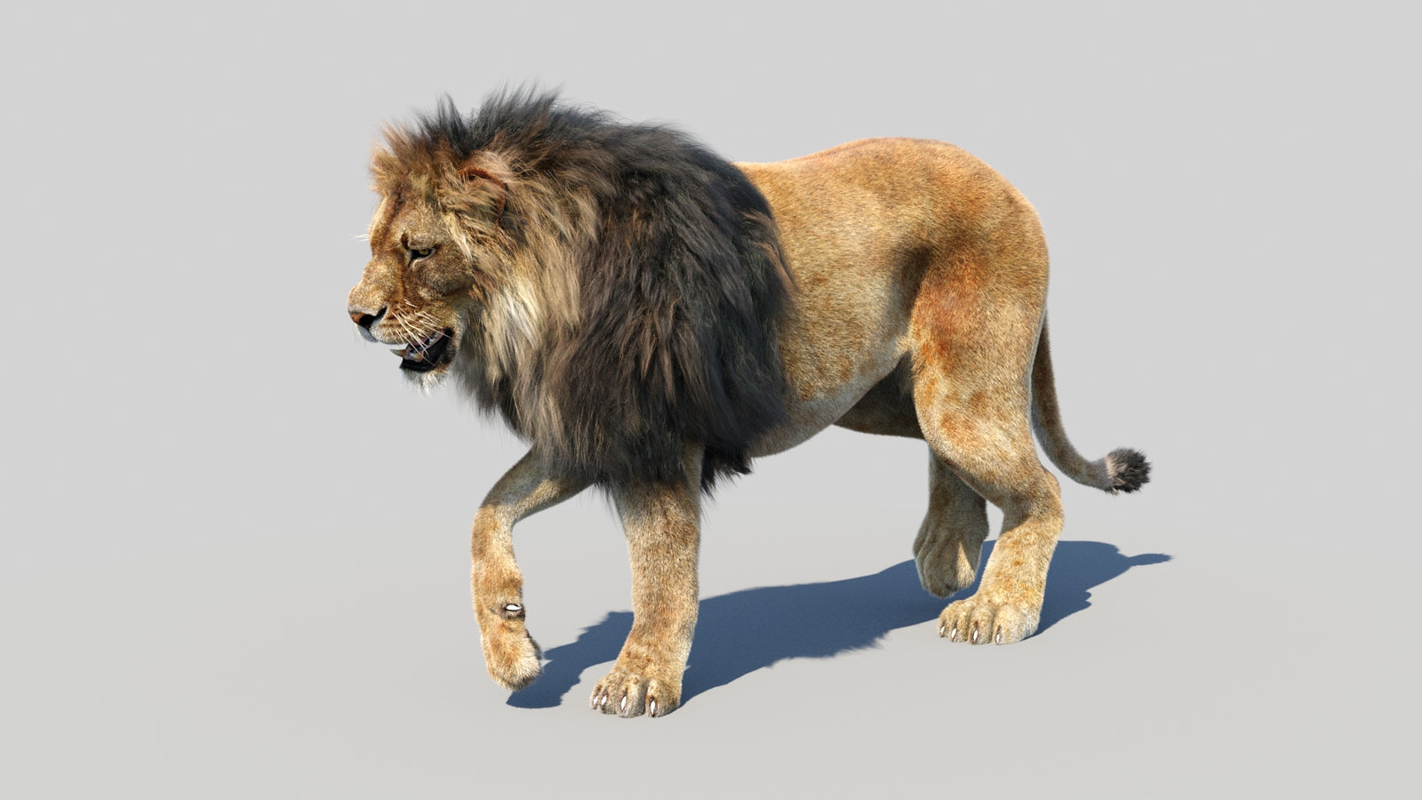 Animated Lion 3D Model Fur 360° view 2 frame 15