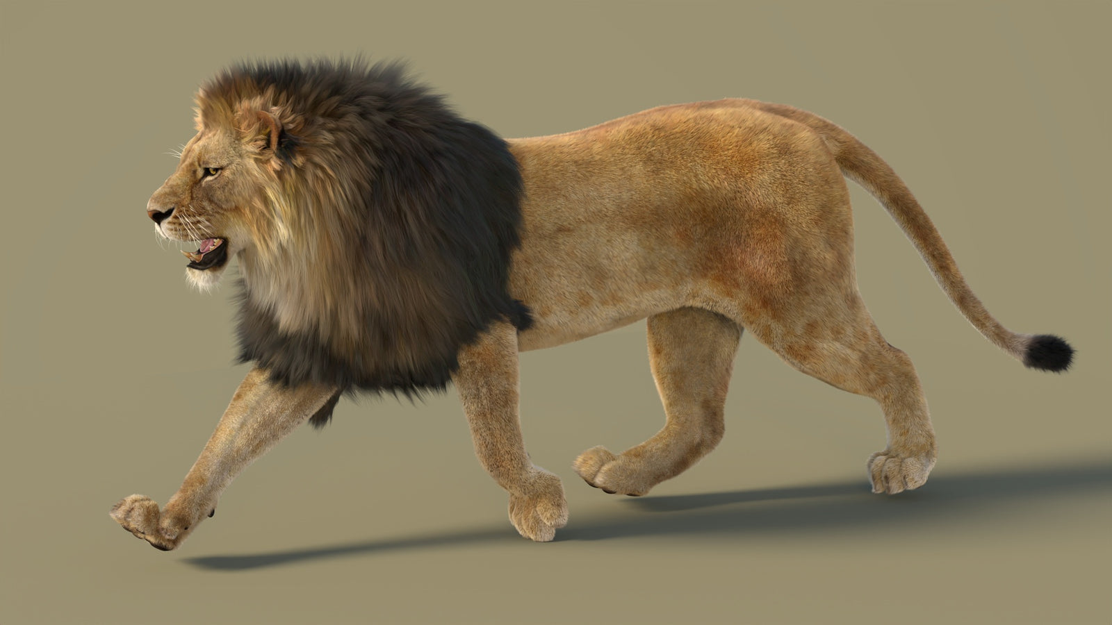 Animated Lion 3D Model with Fur 360° view 2 frame 18