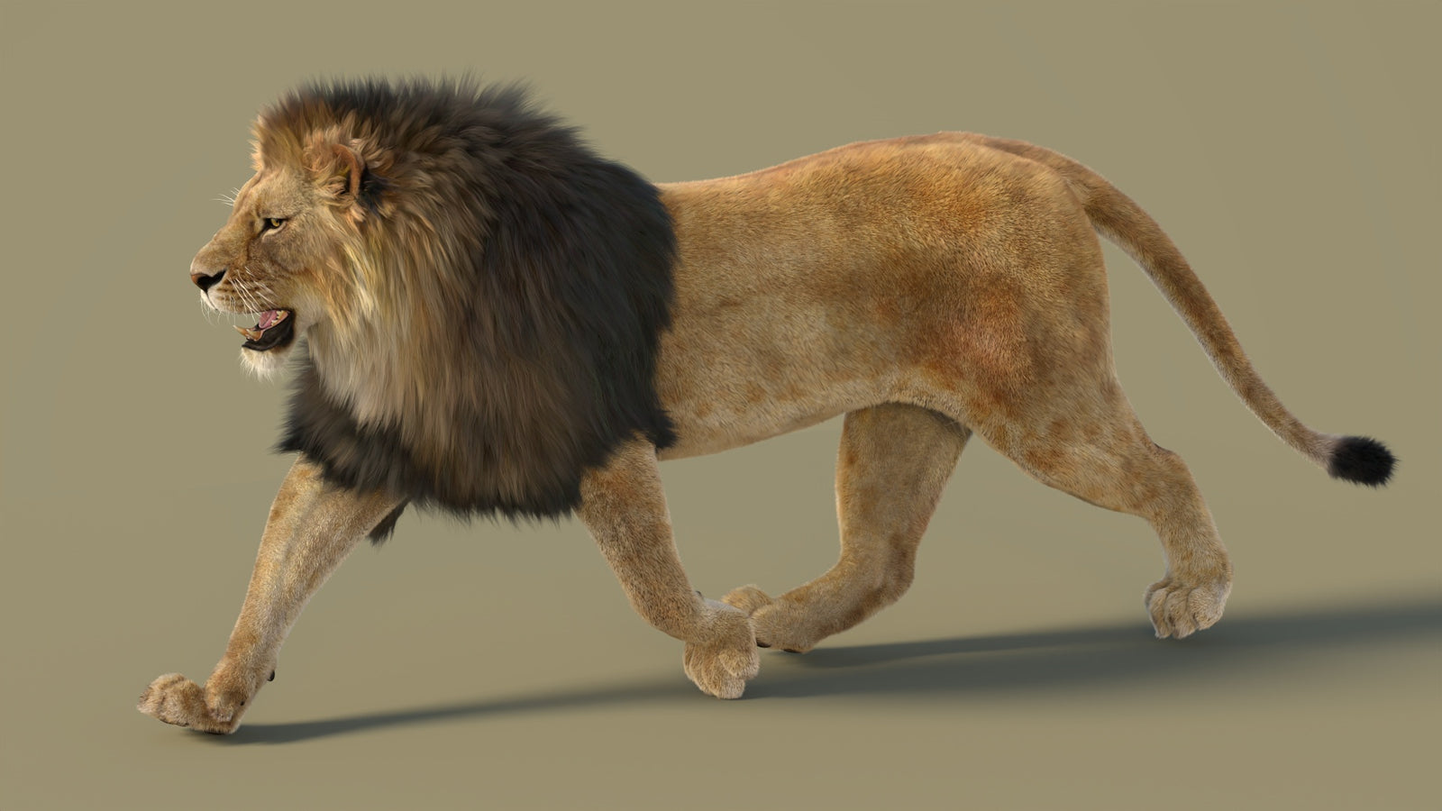 Animated Lion 3D Model with Fur 360° view 2 frame 19