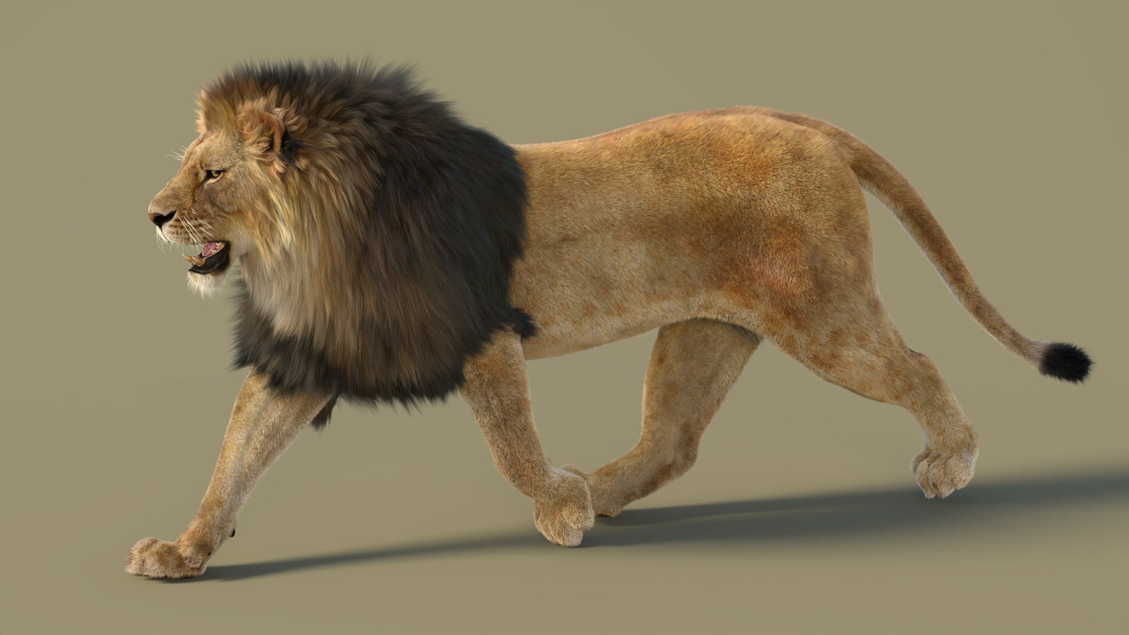 Animated Lion 3D Model with Fur 360° view 2 frame 20