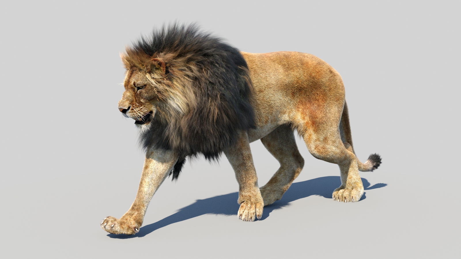 Animated Lion 3D Model Fur 360° view 2 frame 25