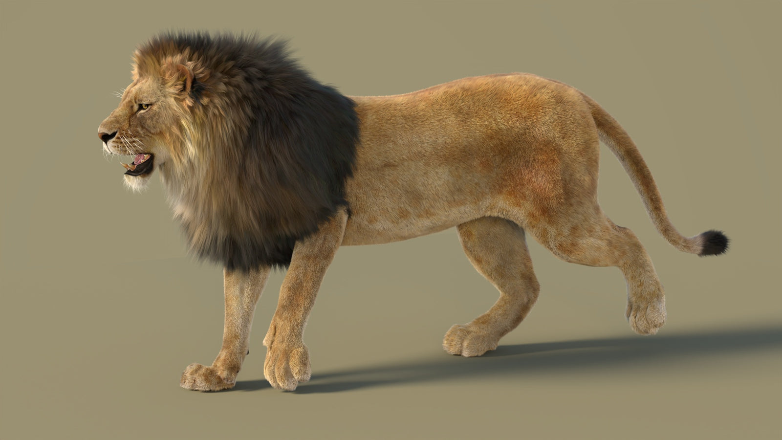 Animated Lion 3D Model with Fur 360° view 2 frame 26