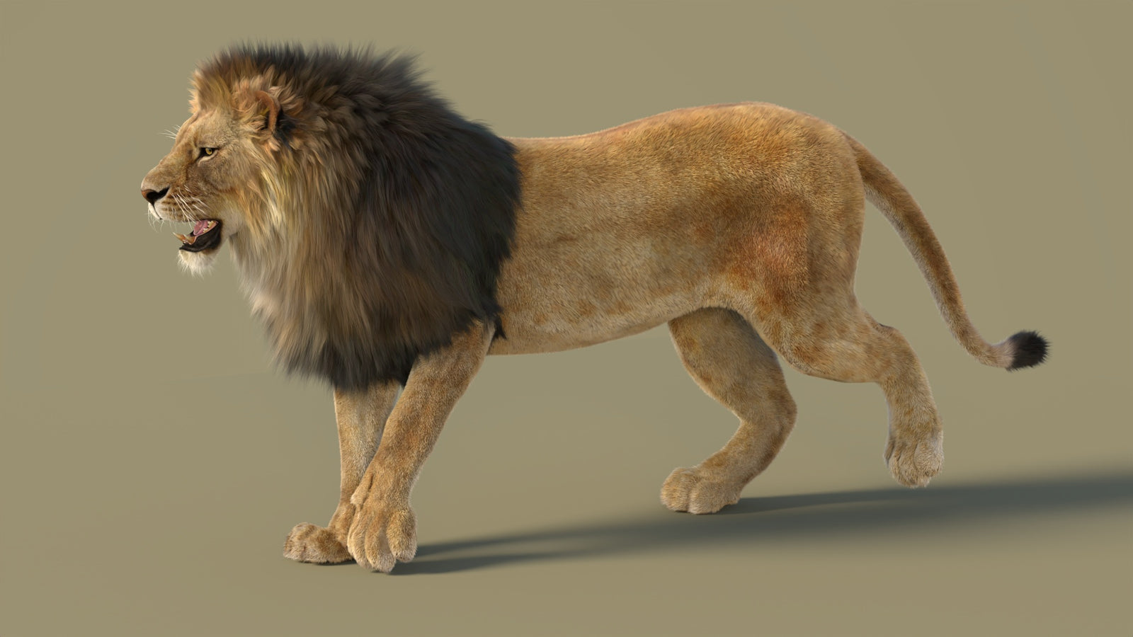 Animated Lion 3D Model with Fur 360° view 2 frame 27