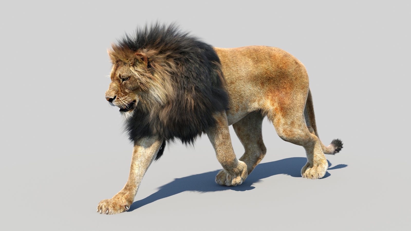 Animated Lion 3D Model Fur 360° view 2 frame 27