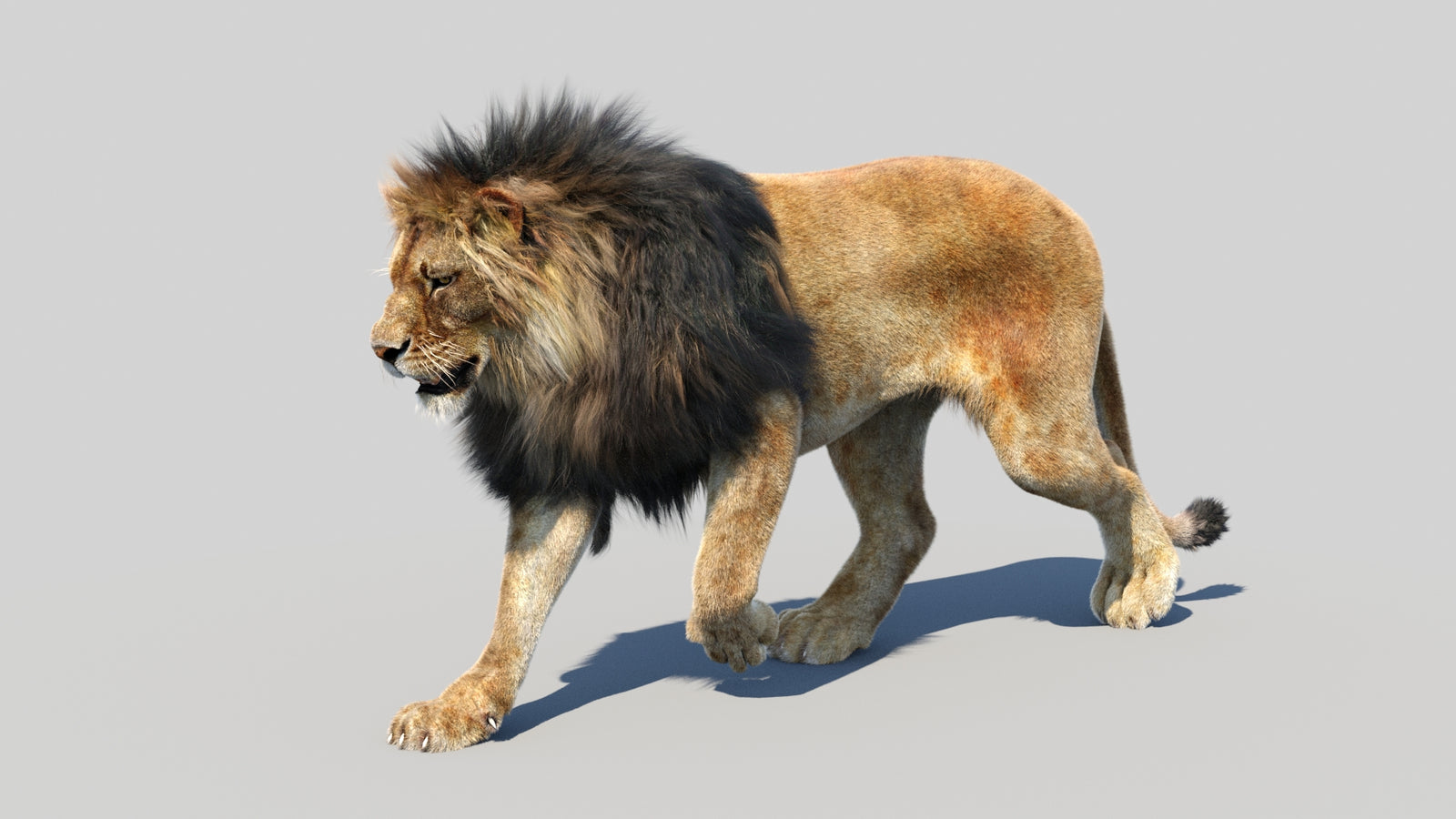 Animated Lion 3D Model Fur 360° view 2 frame 30