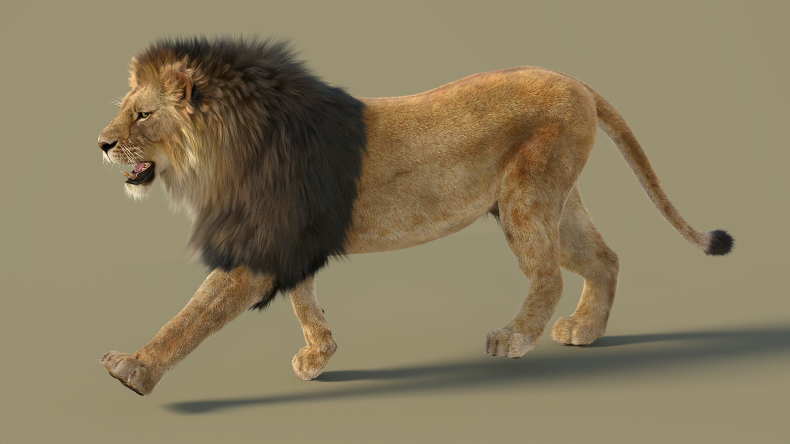Animated Lion 3D Model with Fur 360° view 2 frame 34