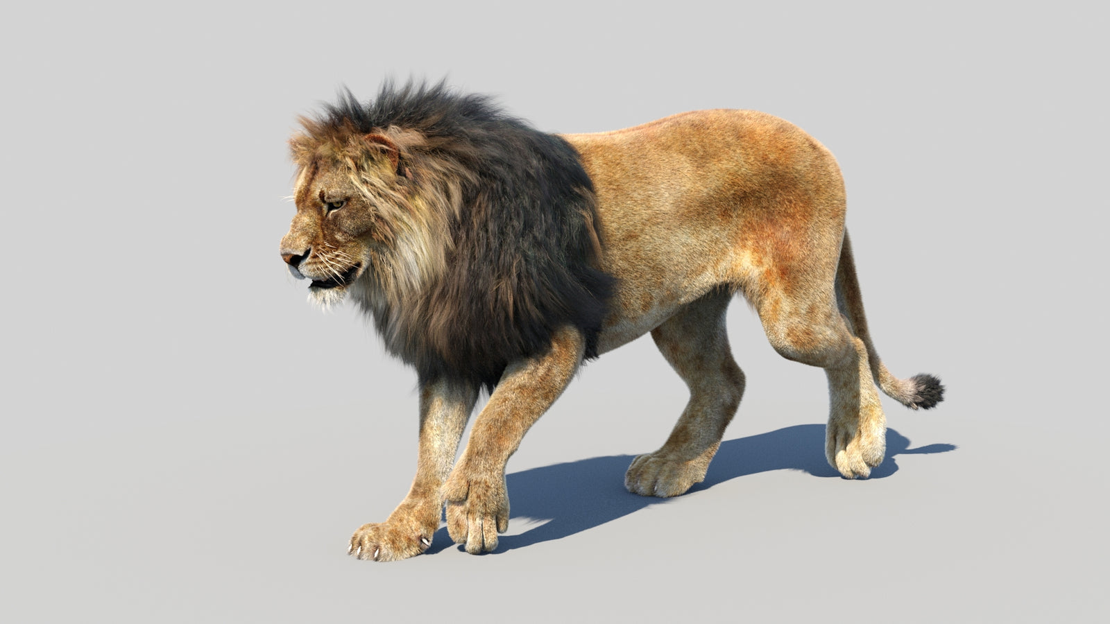 Animated Lion 3D Model Fur 360° view 2 frame 35