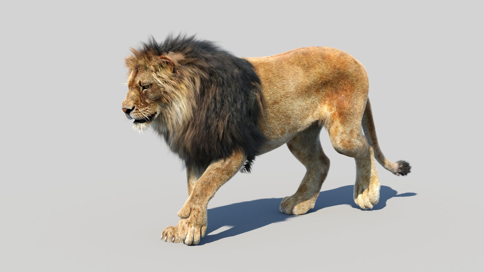 Animated Lion 3D Model Fur 360° view 2 frame 37